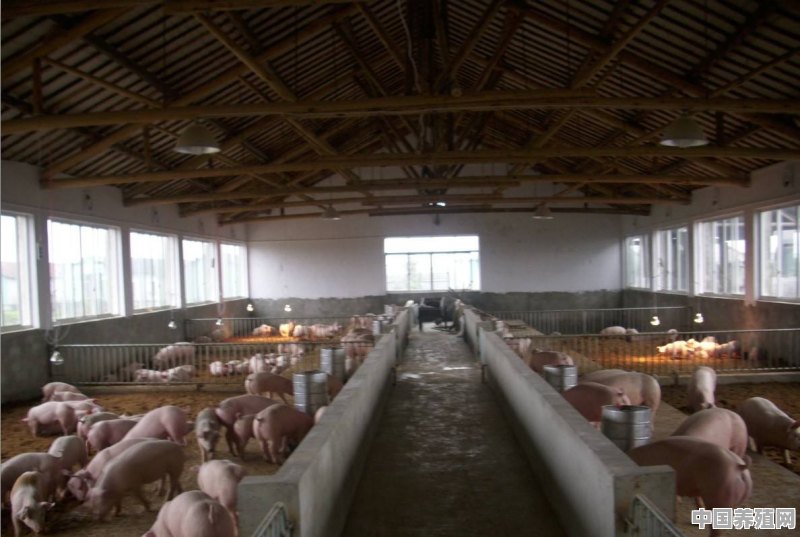 猪和牛一墙之隔能一起养吗 - 中国养殖网