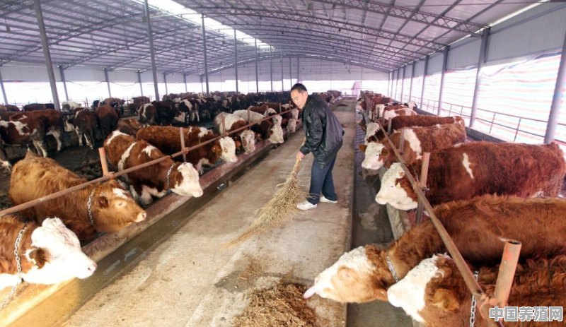 猪和牛一墙之隔能一起养吗 - 中国养殖网