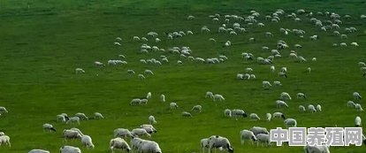 羊粪对土壤及作物都有什么作用 - 中国养殖网