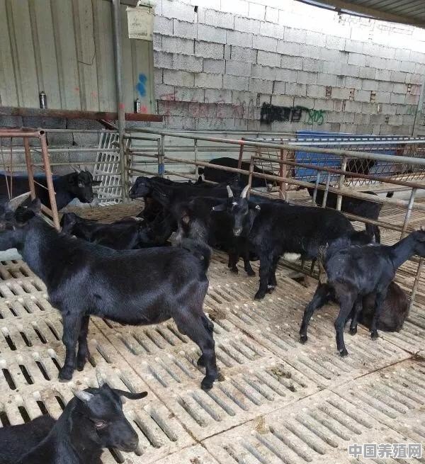 如何养好羊 - 中国养殖网