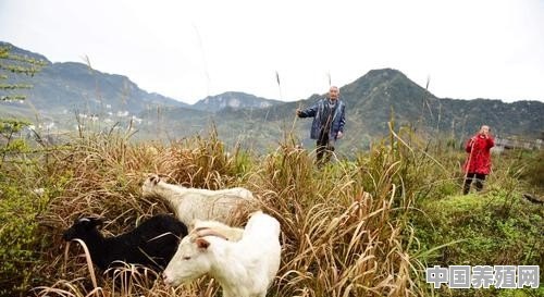 养殖山羊如何找销路 - 中国养殖网