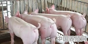 农村宅基地可以养猪吗 - 中国养殖网