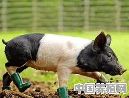 农村宅基地可以养猪吗 - 中国养殖网