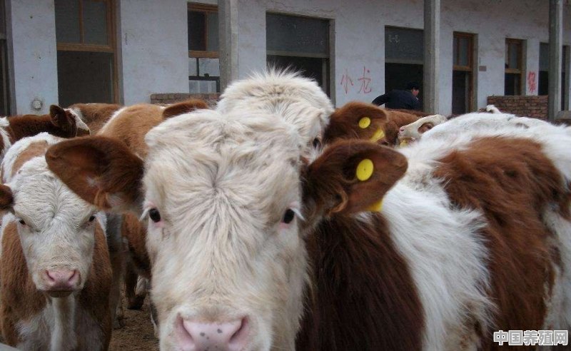 将一头牛犊养到肉牛的成本大约是多少？有何依据 - 中国养殖网