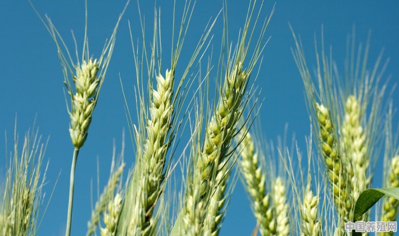 小麦抗倒伏的农药有哪些 - 中国养殖网