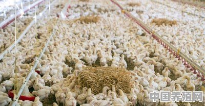 小鸡养殖的技术和方法是什么 - 中国养殖网