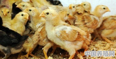 小鸡养殖的技术和方法是什么 - 中国养殖网