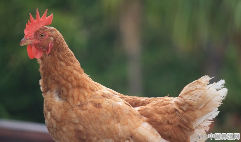 新手怎么在农村做鸡养殖 - 中国养殖网