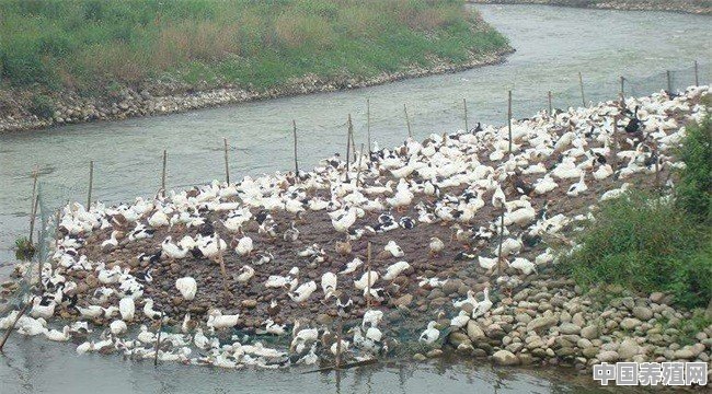 在废弃的稻田里养殖青头鸭，场地需要消毒吗 - 中国养殖网