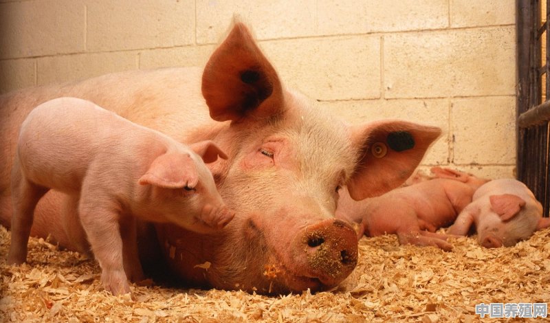 在农村有三十多个条形状的猪舍，现在不养猪能做点什么好 - 中国养殖网
