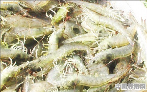 北方地区淡水温室养殖什么样的虾合适 - 中国养殖网