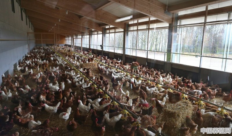 农村土鸡，如何大规模养殖才能做到利益最大化 - 中国养殖网