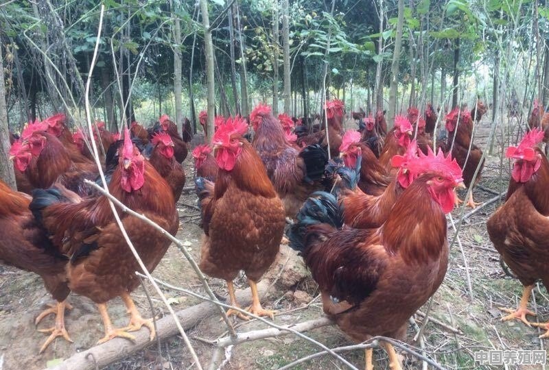 农村土鸡，如何大规模养殖才能做到利益最大化 - 中国养殖网