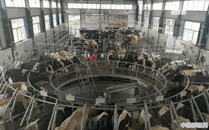 奶牛场存在哪些污染 - 中国养殖网