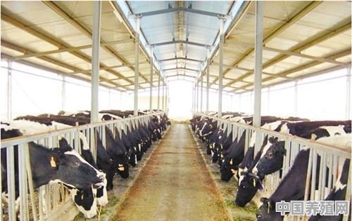 奶牛场存在哪些污染 - 中国养殖网