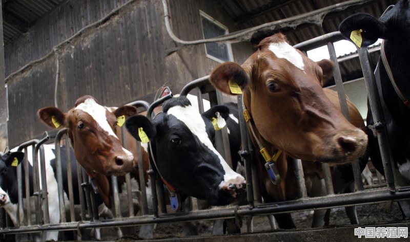 牛、羊养殖户自配料都需要啥饲料加工设备 - 中国养殖网