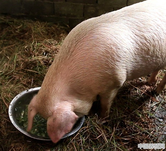 正宗的土猪应该如何饲养 - 中国养殖网