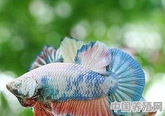 养什么鱼不用打氧 - 中国养殖网