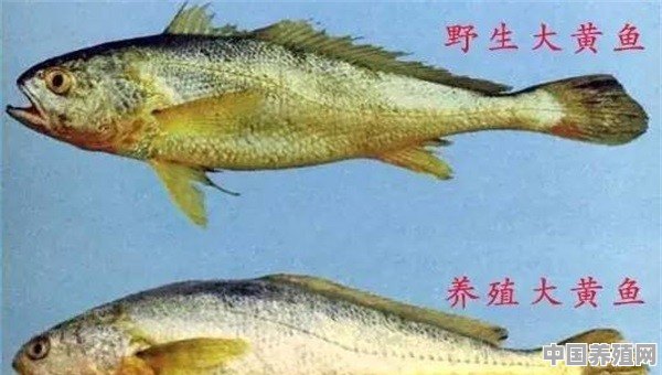 味道鲜美的大黄鱼，市场需求比较大，怎样做才能够成功养殖呢 - 中国养殖网