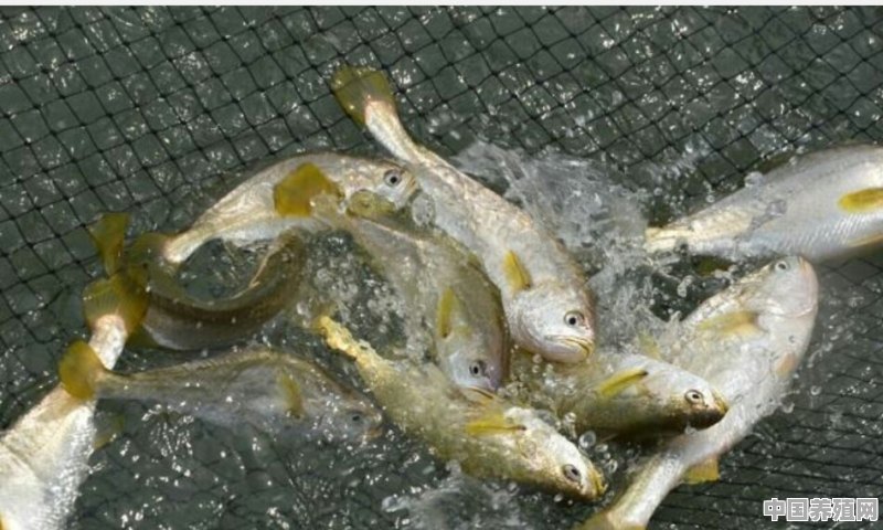 味道鲜美的大黄鱼，市场需求比较大，怎样做才能够成功养殖呢 - 中国养殖网