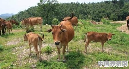 放养牛什么品种好 - 中国养殖网