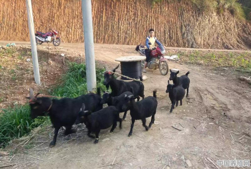 放养牛什么品种好 - 中国养殖网