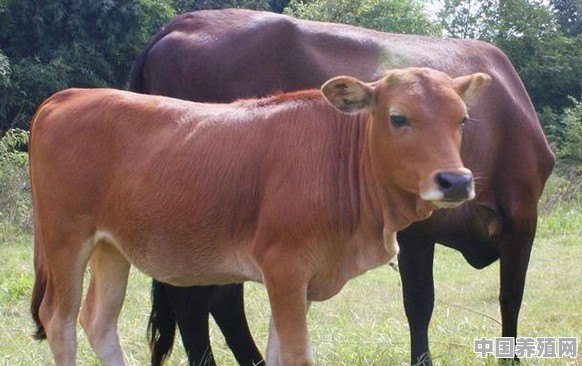 卖牛饲料挣钱吗，该怎么做 - 中国养殖网