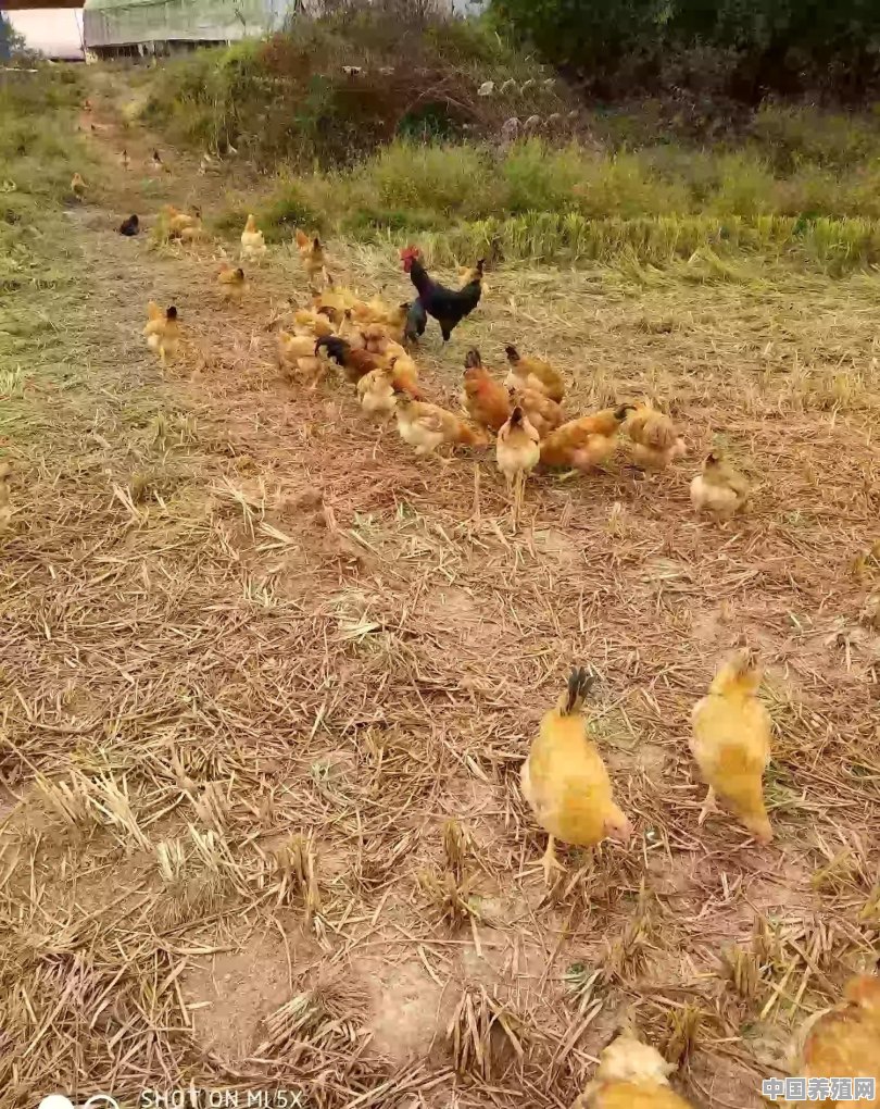 农村松树林下散养的十个月以上土鸡、五黑鸡，准备外销定价多少合适呢 - 中国养殖网
