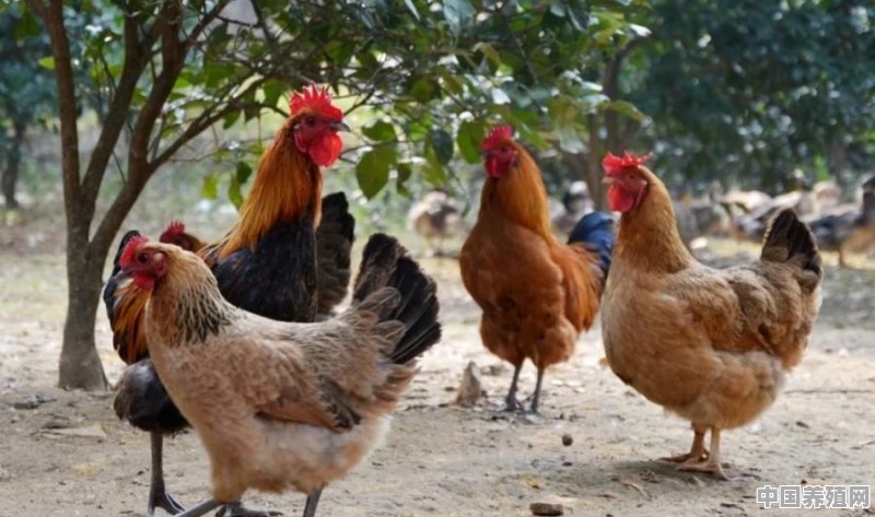 农村松树林下散养的十个月以上土鸡、五黑鸡，准备外销定价多少合适呢 - 中国养殖网
