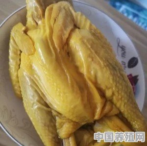 梅州盐焗鸡用什么鸡做 - 中国养殖网