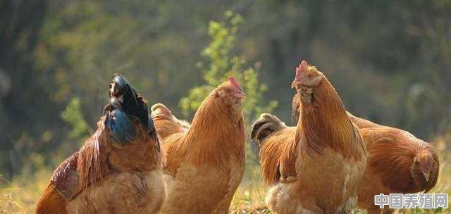 梅州盐焗鸡用什么鸡做 - 中国养殖网