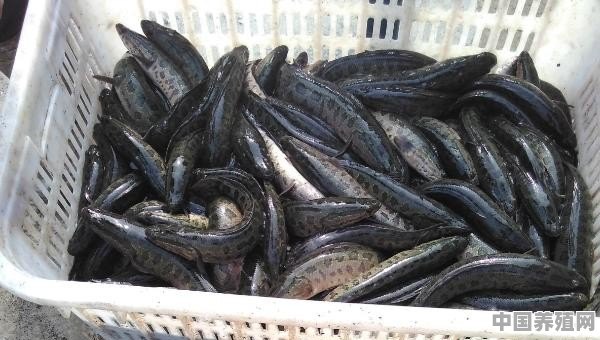 黑鱼在家里怎么养 - 中国养殖网