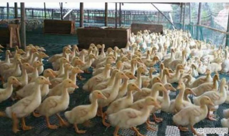 养鸭如何催肥？多少天出栏 - 中国养殖网