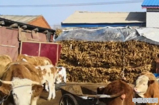 一方水土养一方“牛”，新西兰怎么养牛 - 中国养殖网