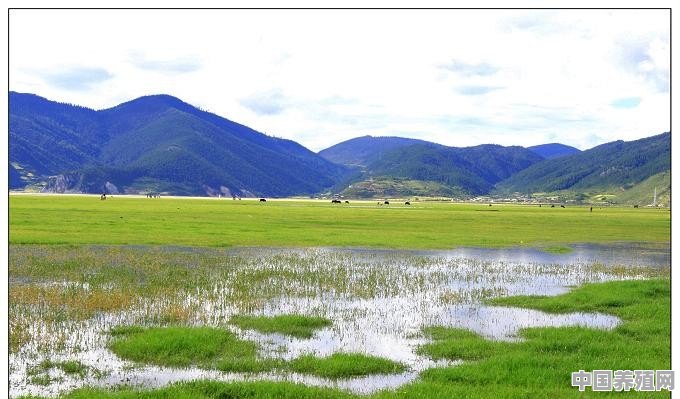 云南有哪些值得去旅游的草原，风景好吗 - 中国养殖网