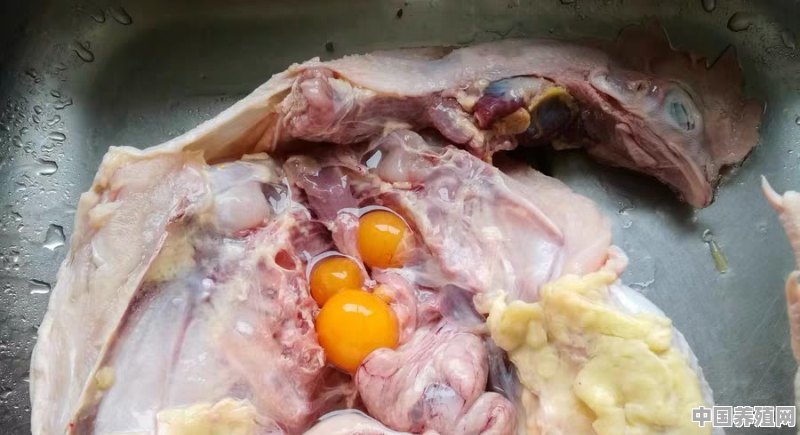 鸡得了大肠杆菌病该怎么治疗 - 中国养殖网