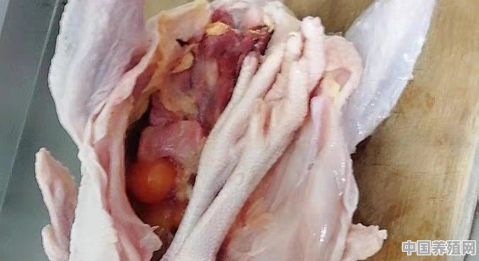鸡得了大肠杆菌病该怎么治疗 - 中国养殖网