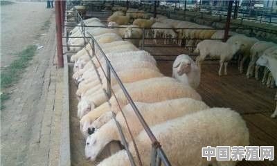 养殖什么动物利润高 - 中国养殖网