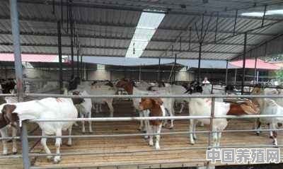 养殖什么动物利润高 - 中国养殖网