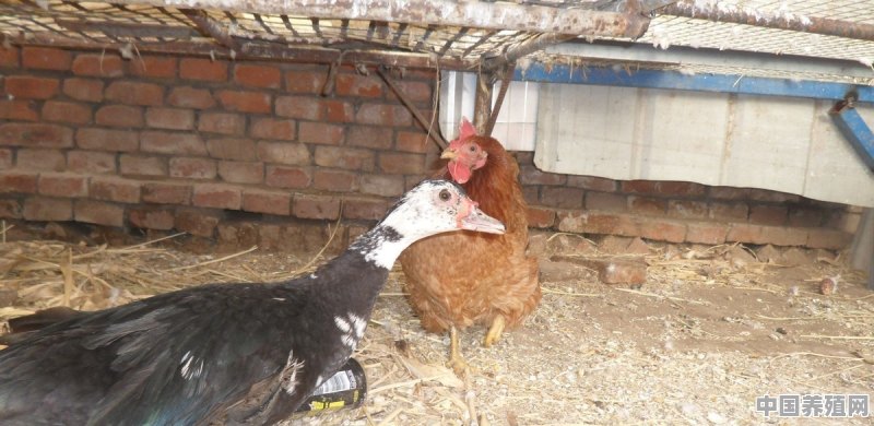 养鸡鸭需要注意哪些事 - 中国养殖网