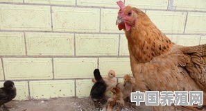 养鸡鸭需要注意哪些事 - 中国养殖网