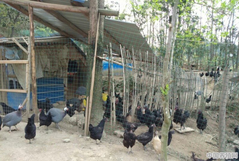 鸡在养殖的过程中，有哪些管理方法，该如何进行管理 - 中国养殖网