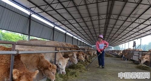 农村养牛一般是什么时候卖掉 - 中国养殖网