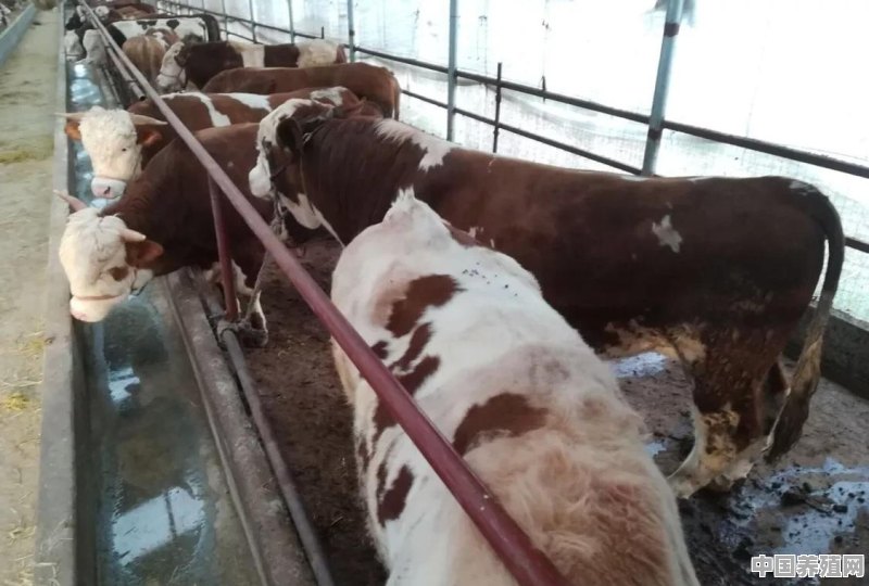 农村养牛一般是什么时候卖掉 - 中国养殖网