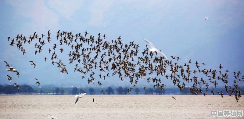 请问全国都有哪些拍摄鸟类的地方值得去 - 中国养殖网