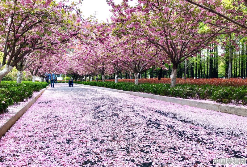 如何拍摄樱花的“落英缤纷”意境 - 中国养殖网