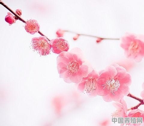 如何拍摄樱花的“落英缤纷”意境 - 中国养殖网
