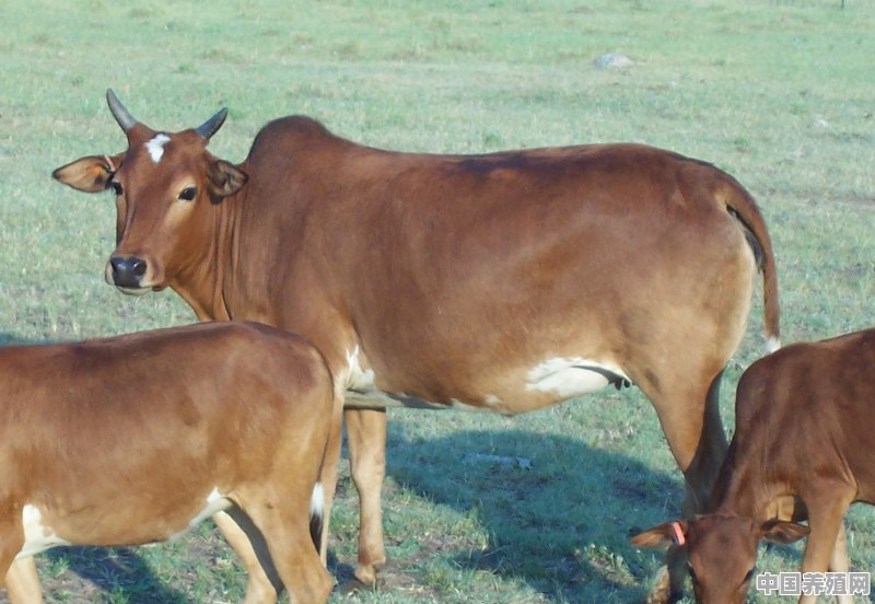 黄牛和水牛能杂交吗 - 中国养殖网