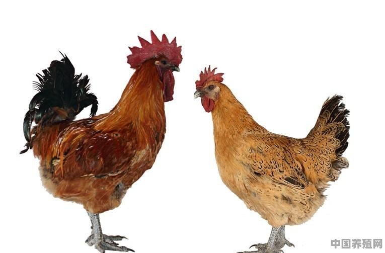 杂交鸡的品种 - 中国养殖网