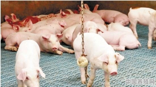 为何保育猪容易消瘦喘气？如何防控 - 中国养殖网